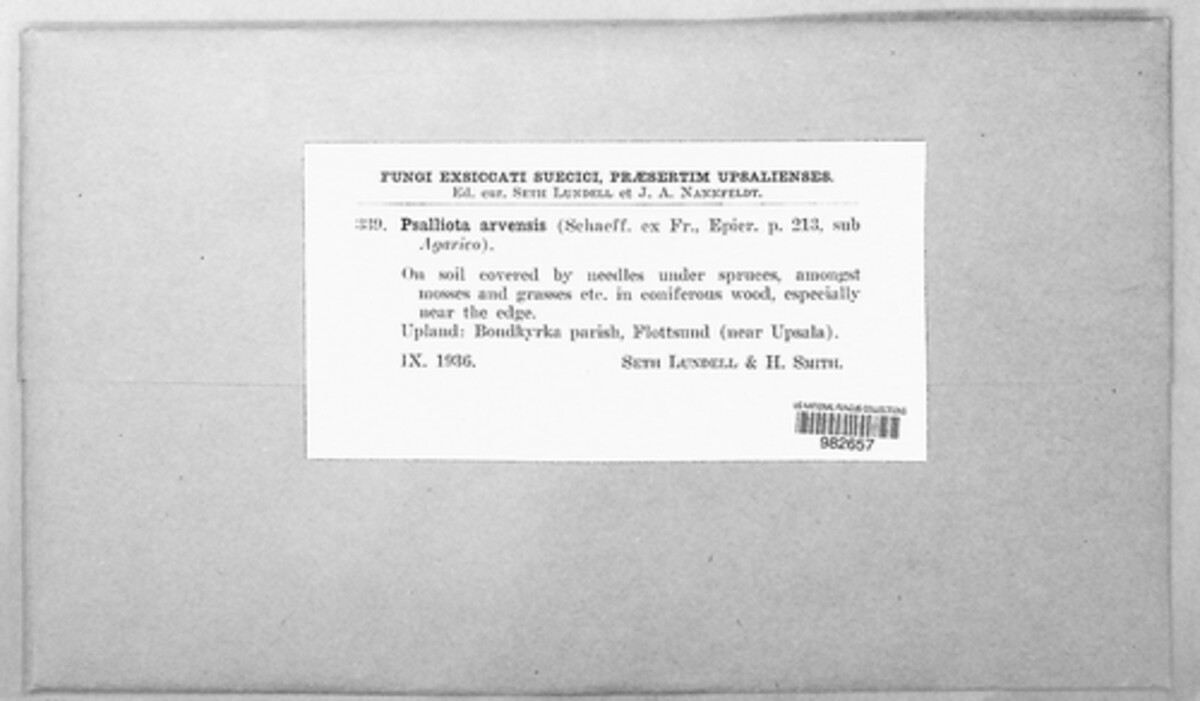 Psalliota arvensis image